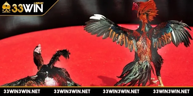 da-ga-c1-la-gi-tim-hieu