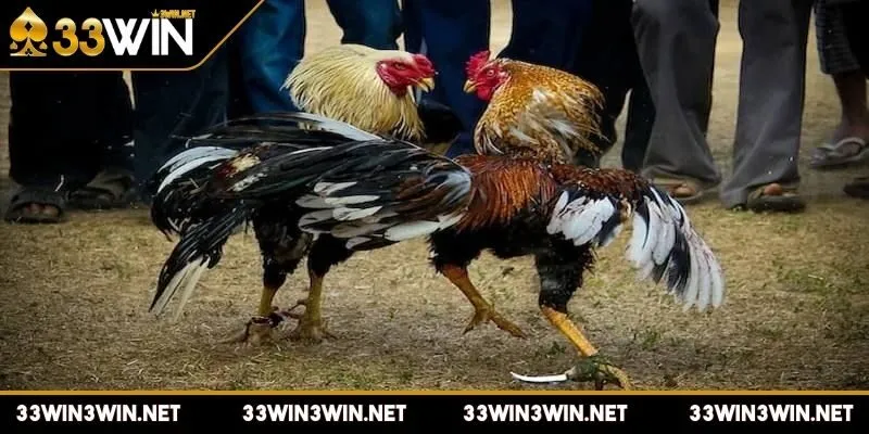 da-ga-cua-dao-che-do-dinh-duong