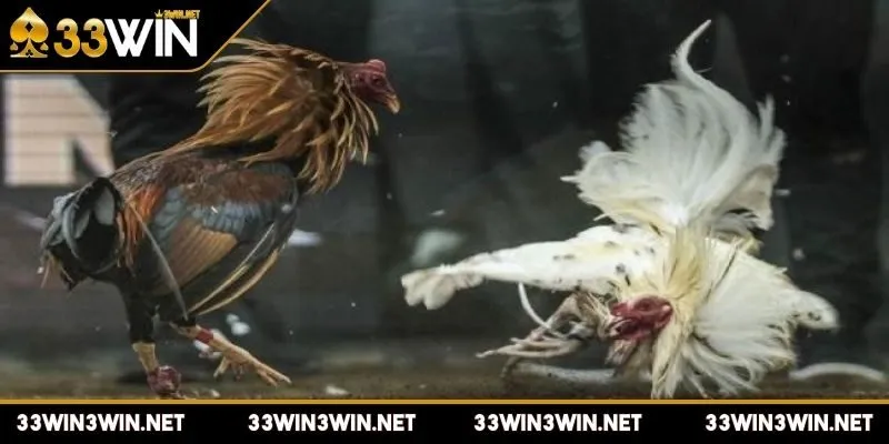 da-ga-cua-dao-hop-ly